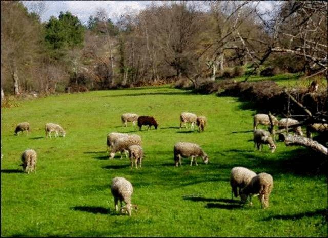 Quinta Do Lagar Da Moira Hotel Vila Franca da Serra Kültér fotó